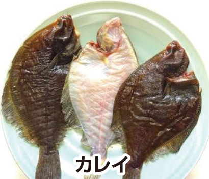 カレイ