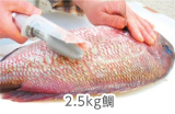 2.5kg鯛