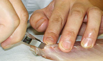 骨抜き名人の写真