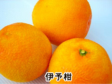 伊予柑 表皮100%切削